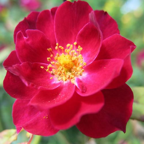 E-commerce, vendita, rose, in, vaso rose arbustive - lilla -  porpora - Rosa Cardinal Hume - rosa intensamente profumata - Harkness & Co. Ltd - ,-